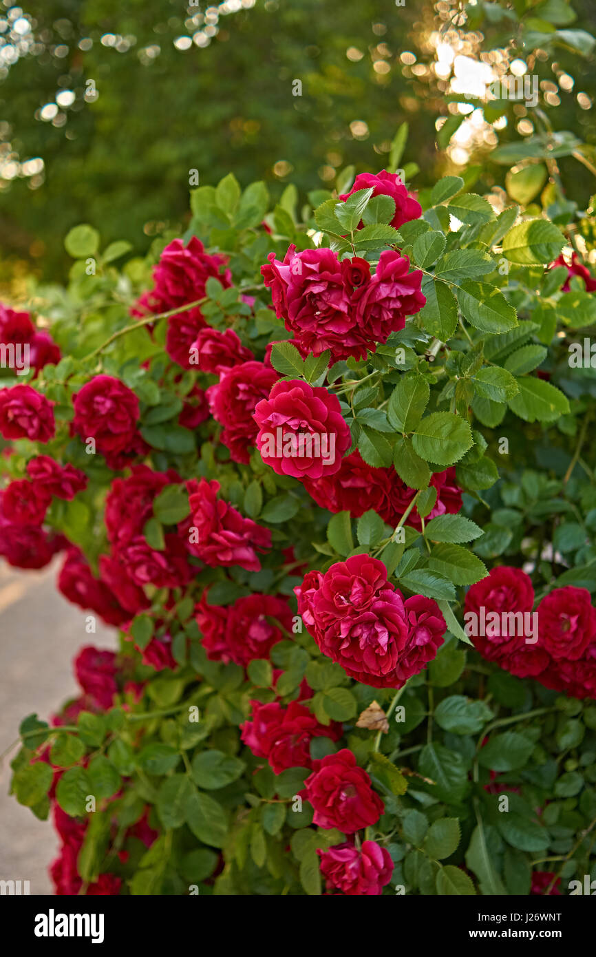 Bush der roten roses.Куст красных роз. Schöne rote Rosen wachsen Busch. Sommer, Russland, Pskow region.Красивые красные розу растут кустом. ЛЕТО, РОССИЯ, ПСКОВ Stockfoto