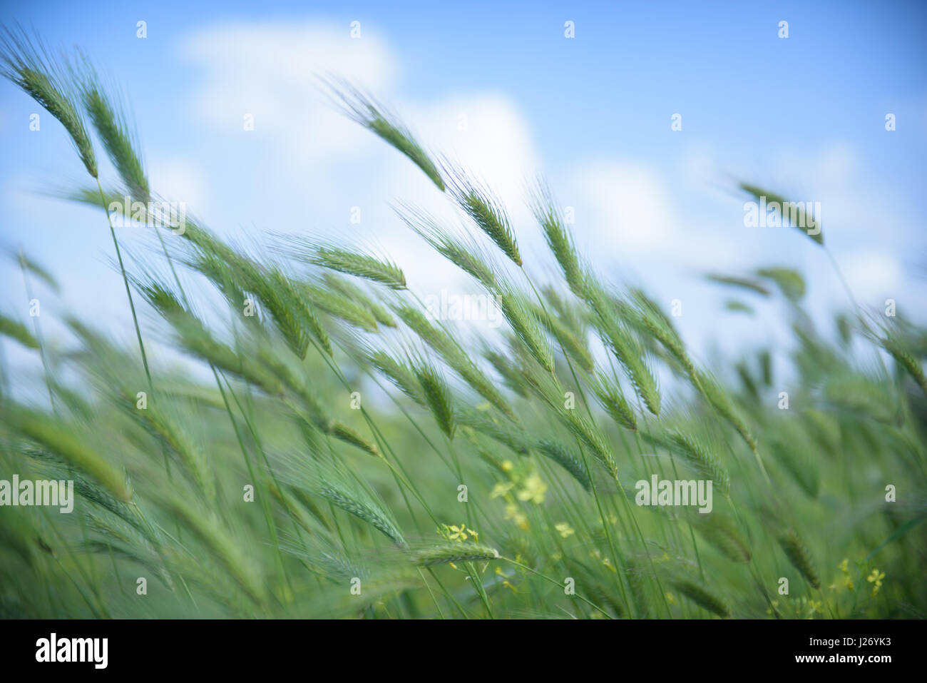 Wilde Gerstenfeld in einen sonnigen und windigen Tag, Pflanze geschüttelt, Wolken am blauen Himmel, selektiven Fokus Stockfoto
