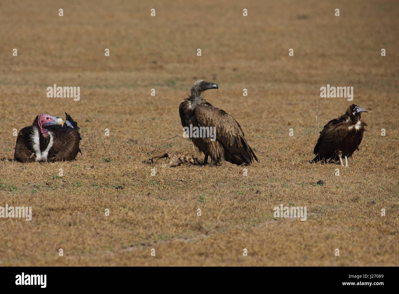 Ohrengeier konfrontiert Geier Torgos Tracheliotus, White-faced Vulture abgeschottet Africanus und mit Kapuze Geier Necrosyrtes Monachus, Bangweulu Feuchtgebiete, Sambia Stockfoto