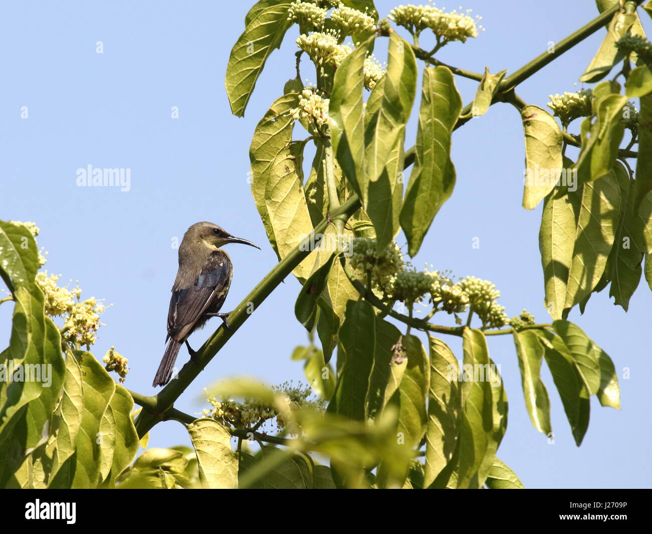 Kupfer Sunbird in die Bangweulu Feuchtgebiete, Sambia, Afrika Stockfoto