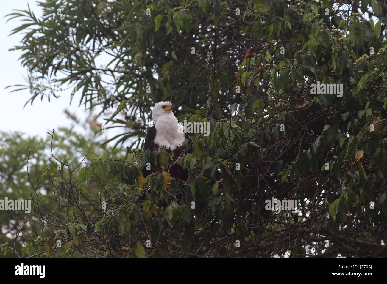 African Fish Eagle Haliaetus Vocifer in Kasnka-Nationalpark, Sambia, Afrika Stockfoto