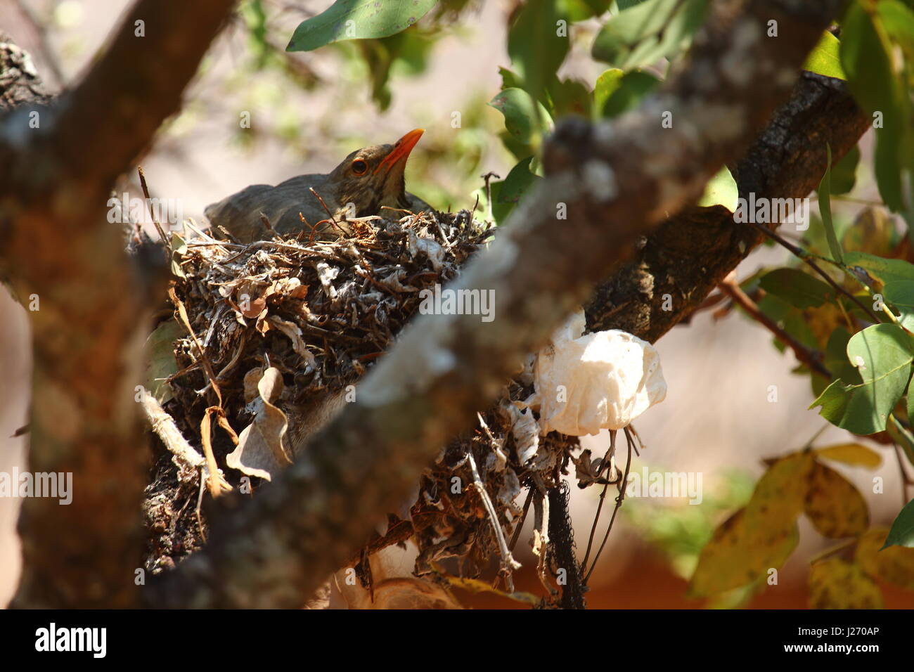 Kurrichane Soor, Mutinondo Wilderness, Sambia, Afrika Stockfoto