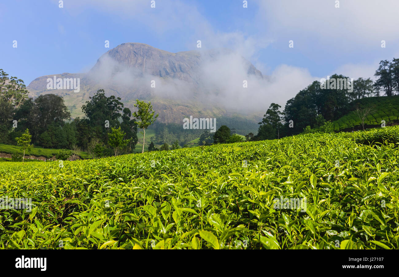 Tee-Plantage mit reichlich Tee Blätter bereit für die Ernte und Kannan Devan Hills als Kulisse an einem feinen Wintermorgen in der Nähe von Munnar, Kerala, Südindien. Stockfoto