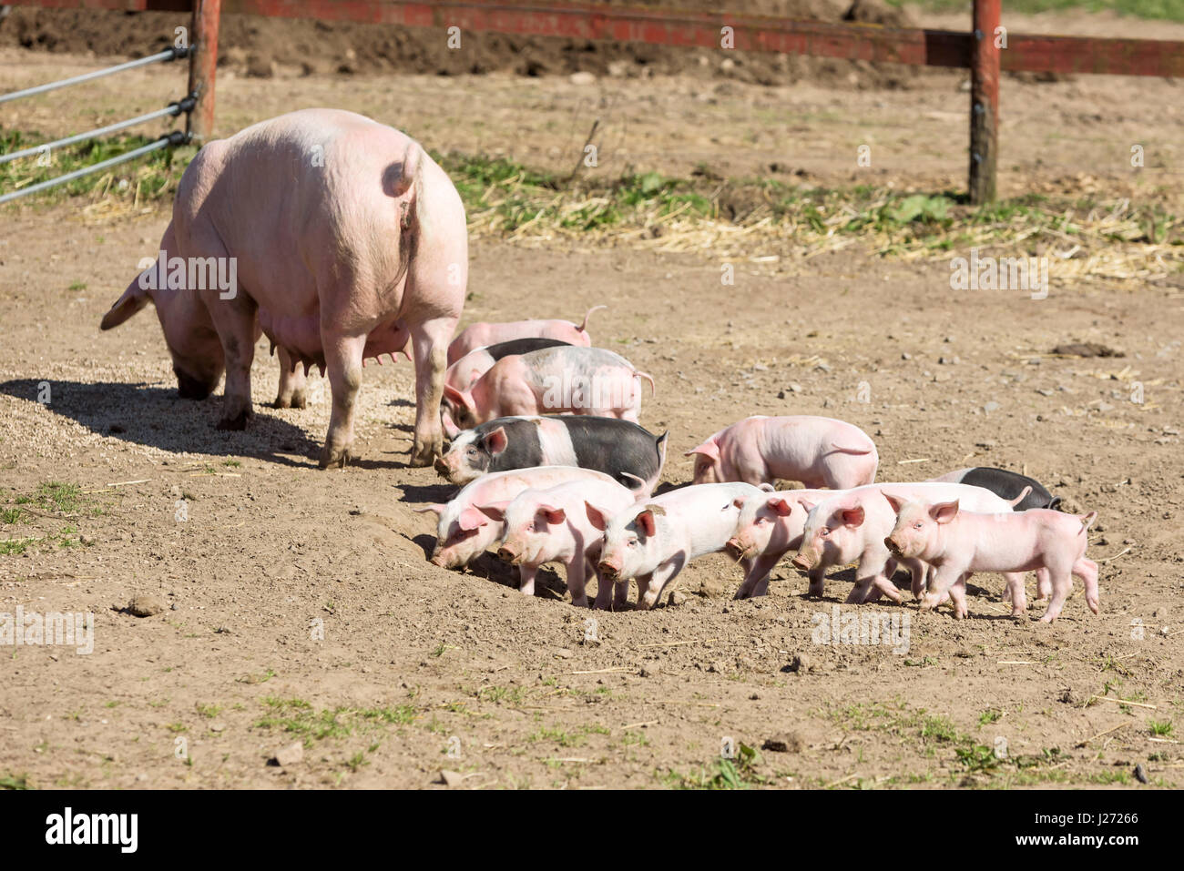 Ferkel im Freien Spaß in der Sonne herumlaufen. Schwein-Mutter oder Sau mit großen Zitzen im Hintergrund. Stockfoto
