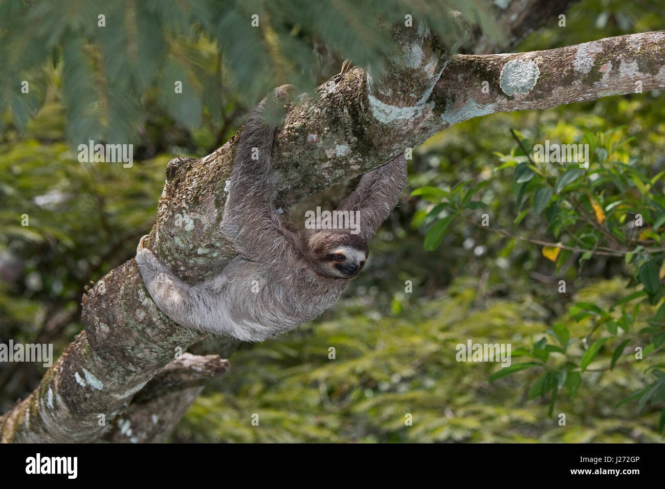 Brown-throated Faultier (Bradypus Variegatus) Dreifingerfaultier Familie, weibliche Panama Stockfoto