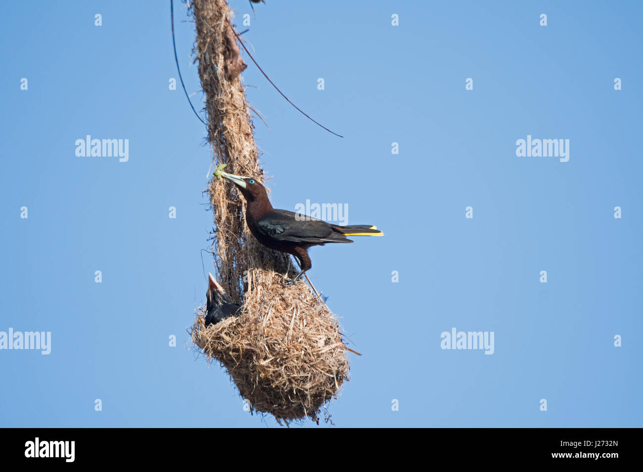 Unter der Leitung von Kastanie Oropendola Psarocolius Wagleri am nest Baldachin Camp Darién, Panama Stockfoto