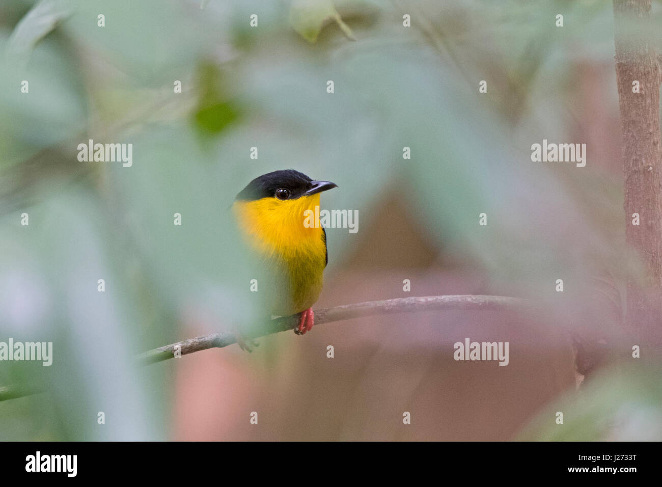 Golden-Kragen Manakin (Manacus Vitellinus) männlich im Lek Baldachin-Camp in Darién, Panama Stockfoto Golden-Kragen Manakin (Manacus Vitellinus) männlich im Lek Baldachin-Camp in Darién, Panama Stockfoto