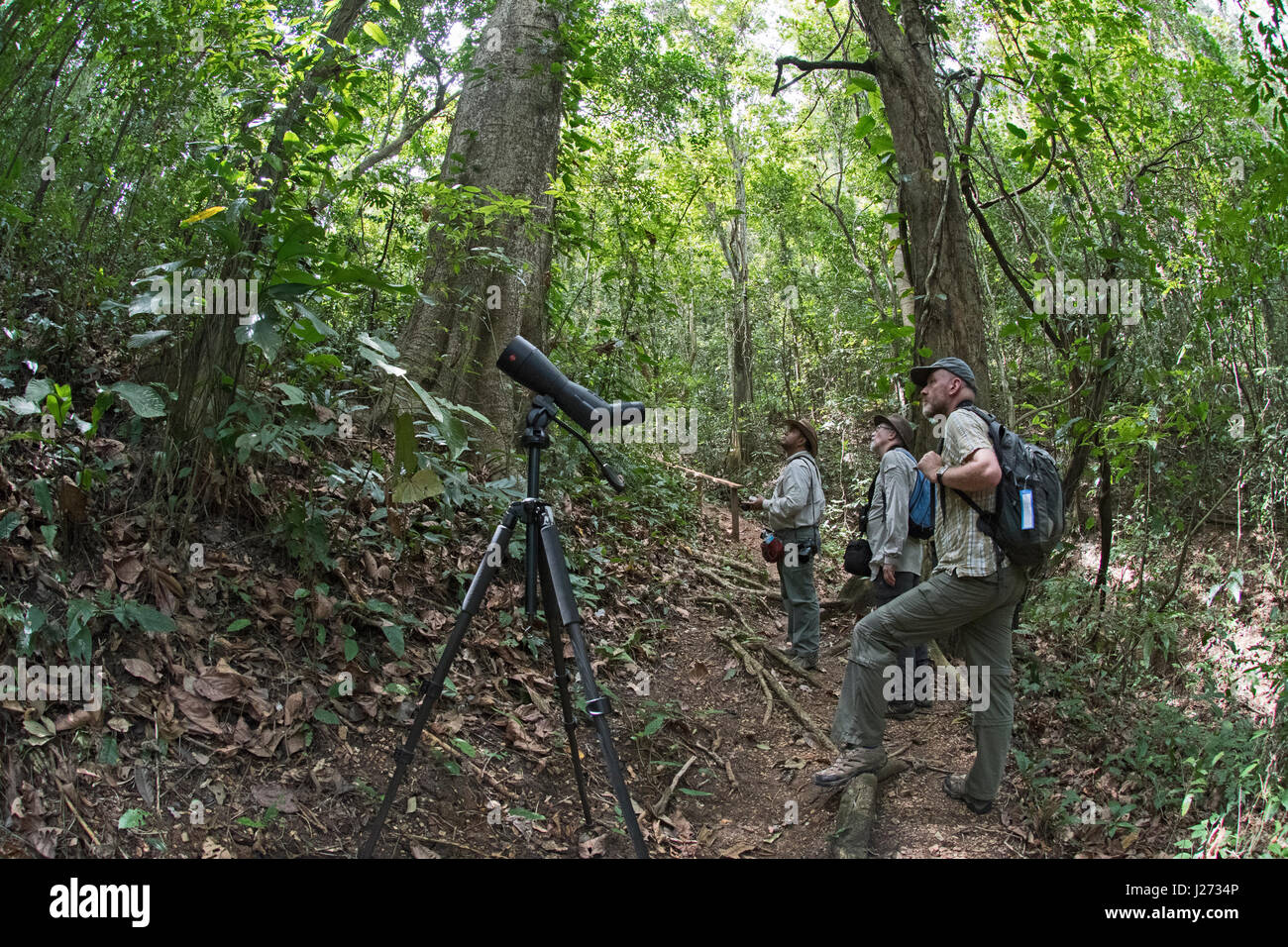 Vogelbeobachter, die auf der Suche nach Golden-headed Manakin auf Nando's Trail im Baldachin Camp in der Darién-Panama Stockfoto
