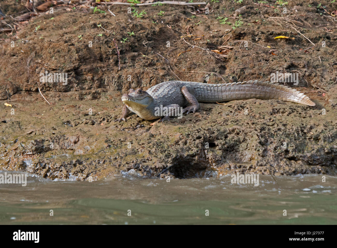 Brillentragende Brillenkaiman Caiman Crocodilus Chuchunaka Fluss Darién, Panama Stockfoto