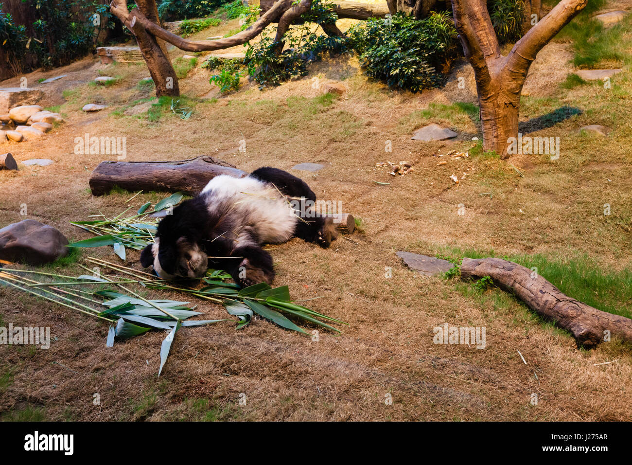 Sleeping Giant Panda. Stockfoto