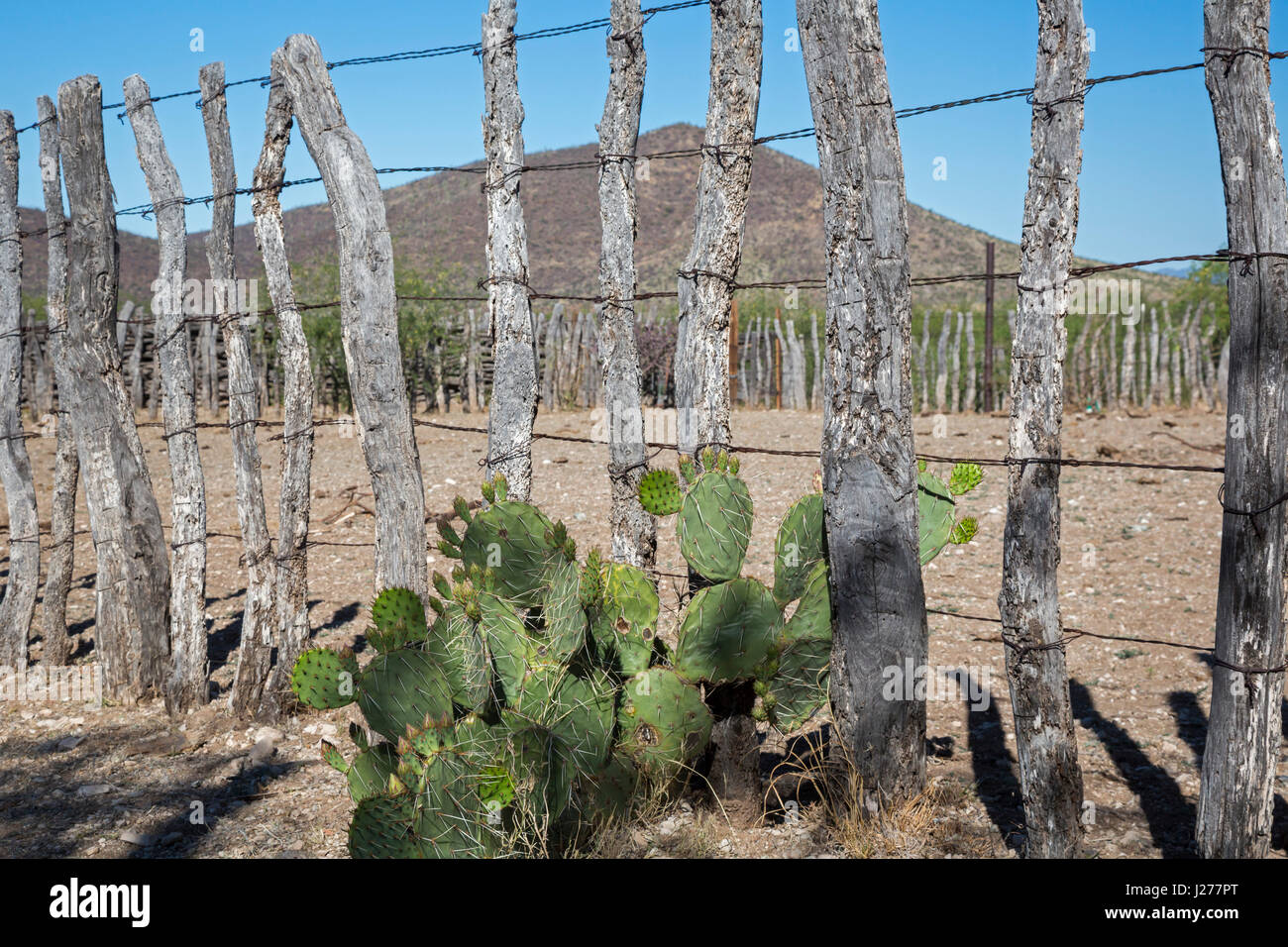 Tucson, Arizona - ein Gehege von Viehzüchter in der Sonora-Wüste südwestlich von Tucson verwendet. Stockfoto