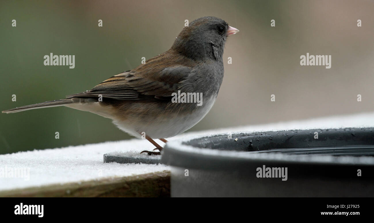 Nahaufnahme von einem weiblichen dunkeläugigen Junco (Junco Hyemalis) trinken aus einem beheizten Vogelbad im Winter in Neu-England Stockfoto