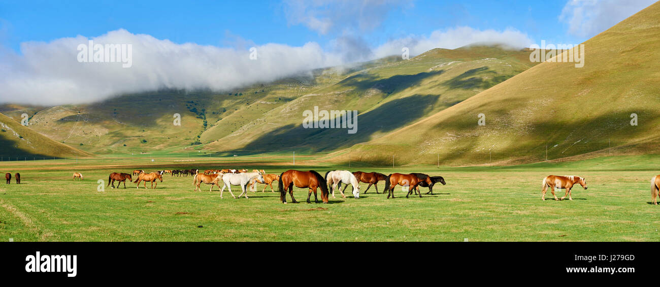 Pferde auf dem Piano Grande, Tiefebene, Castelluccio di Norcia, Parco Nazionale dei Monti Sibillini, Apenninen, Umbrien, Italien. Stockfoto