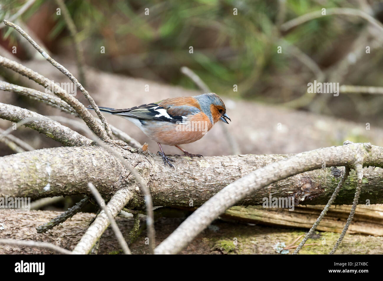 Buchfink Stockfoto
