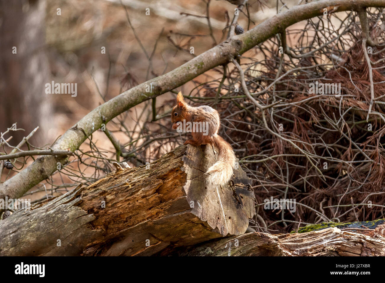 Eichhörnchen Stockfoto