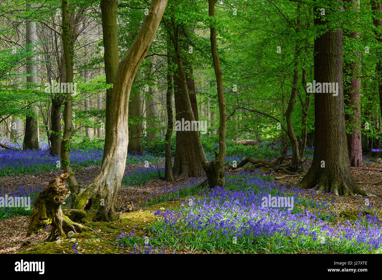Die Bluebells in Wintergreen Wood, Knebworth Park Stockfoto