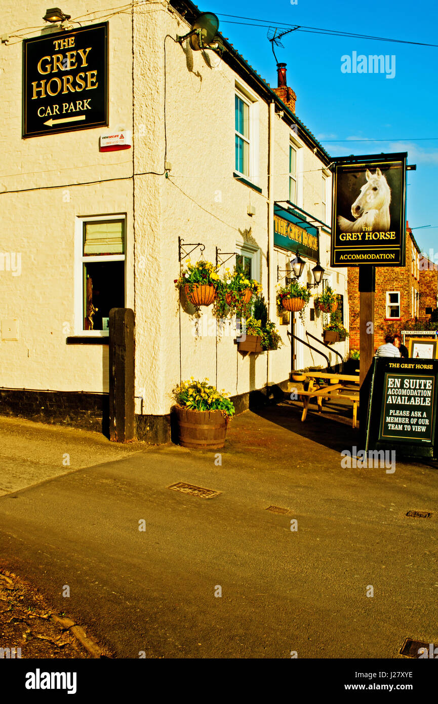 Grauschimmel, zogen, Yorkshire Stockfoto