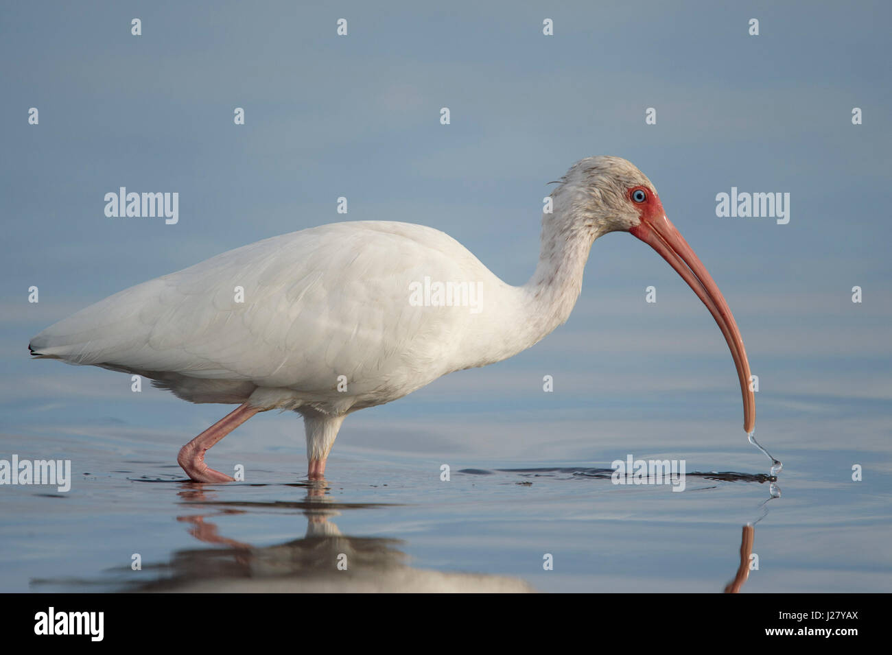 Ein weißer Ibis watet im flachen Wasser mit seinem Schnabel knapp über der Oberfläche des Wassers in der weiche Abend Sonne. Stockfoto