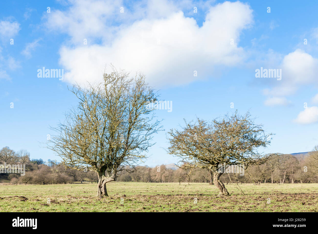 Zwei alte knorrige Bäume in einem Feld, Offerton, Derbyshire, England, UK Stockfoto