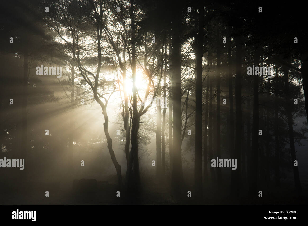 Silver Birch unter Scot Pine, Pinus Sylvestris, im morgendlichen Nebel und Frost auf Heyshot und Ambersham gemeinsam, Sussex, UK. Januar. Stockfoto