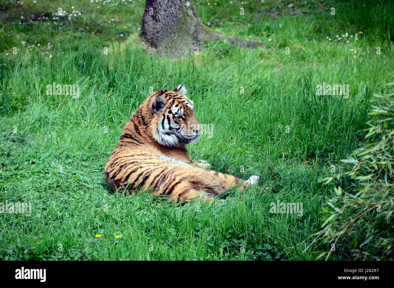 Royal Tiger oder Königstiger, liegend auf dem grünen Rasen Stockfoto