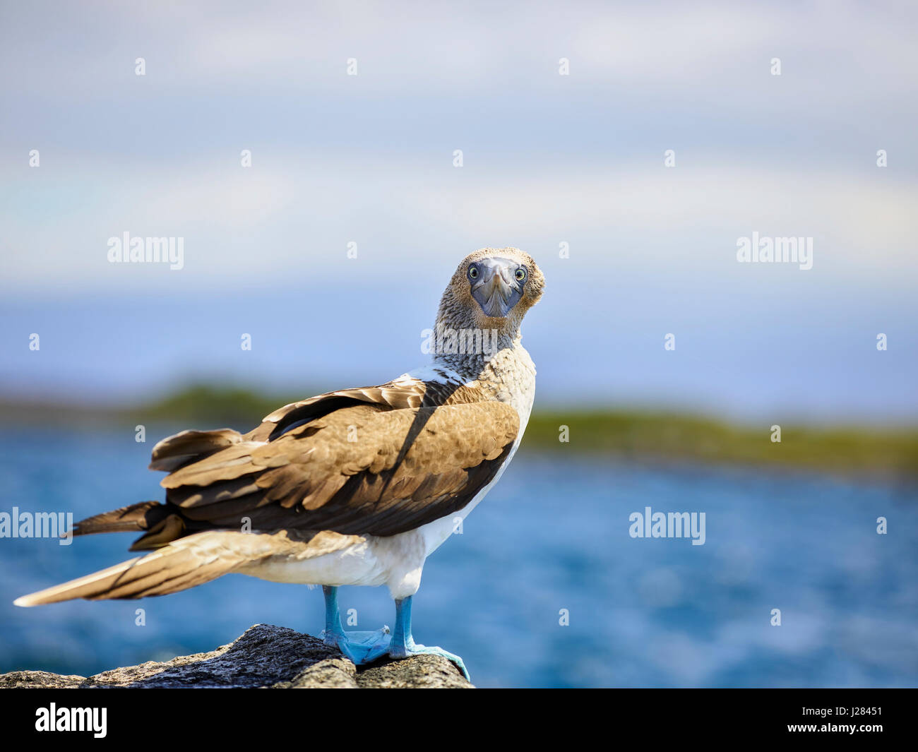 Porträt von blau-footed Sprengfallen auf Felsen See gegen Himmel während sonniger Tag steht Stockfoto