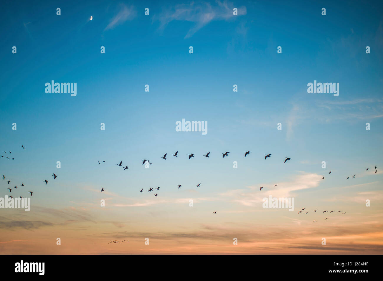 Niedrigen Winkel Ansicht der Vögel fliegen gegen Himmel bei Sonnenuntergang Stockfoto