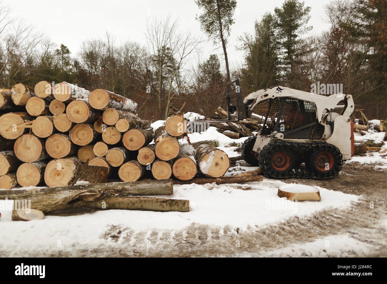 Arbeiter, der im Gabelstapler sitzt und Holz im Wald transportiert Stockfoto