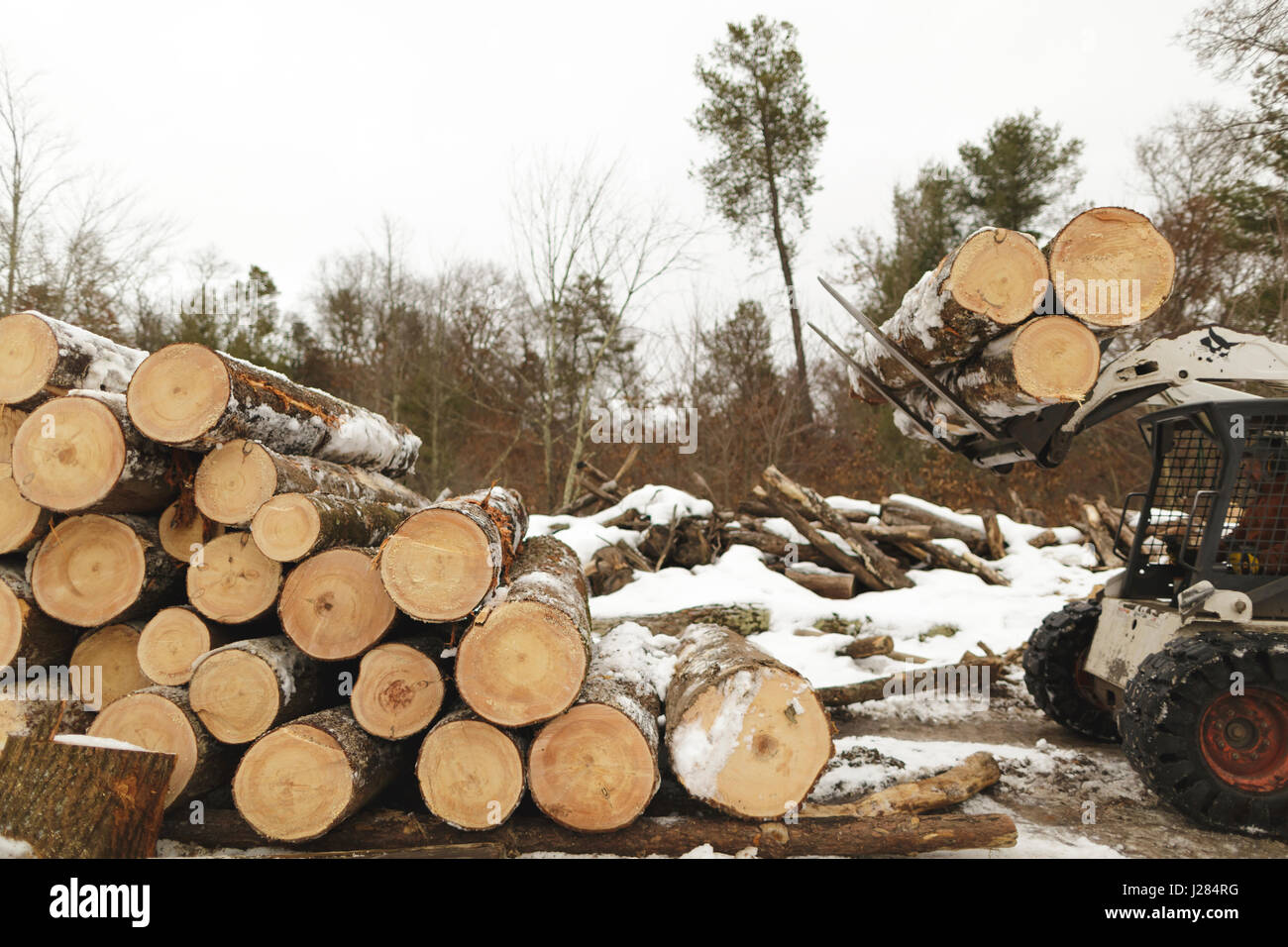 Arbeiter im Gabelstapler, der Holz im Wald transportiert Stockfoto