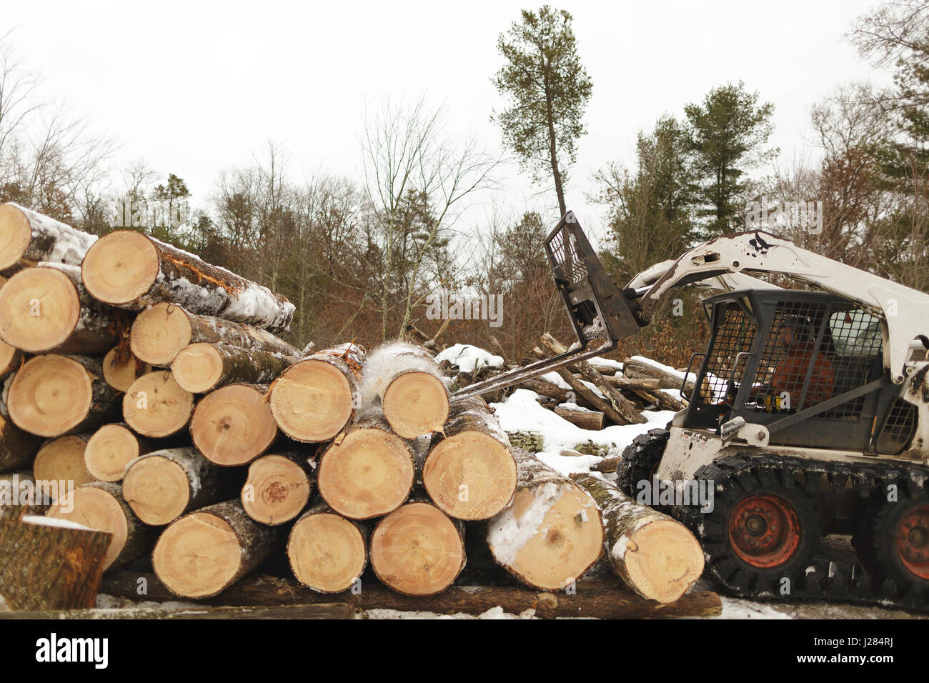 Arbeiter, der Holz mit Gabelstapler im Wald transportiert Stockfoto