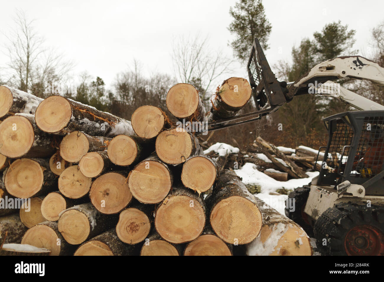 Arbeiter tragen Holz mit Gabelstapler bei Wald Stockfoto