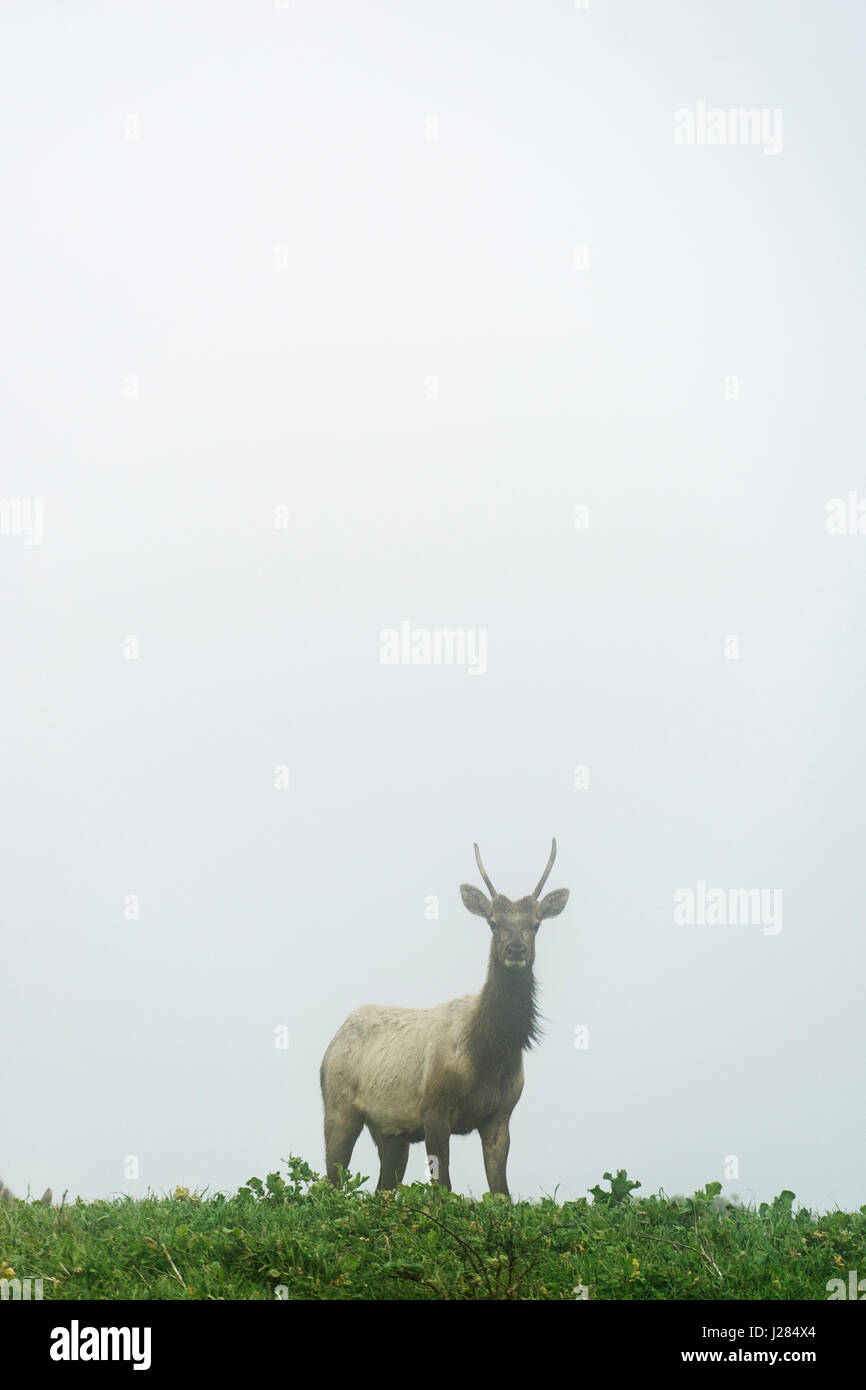 Gehörnter Hirsch stehend auf Hügel gegen klaren Himmel Stockfoto