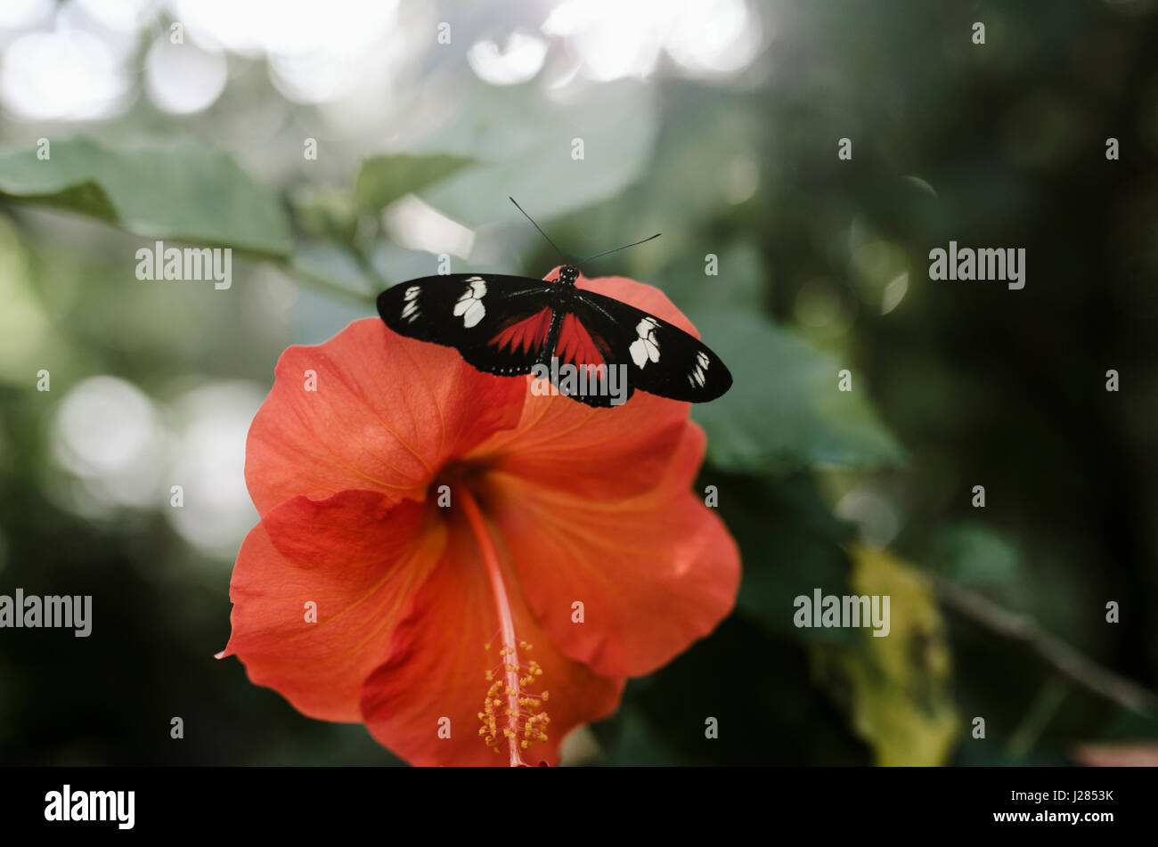 Nahaufnahme von Laparus Doris auf Hibiskus Stockfoto