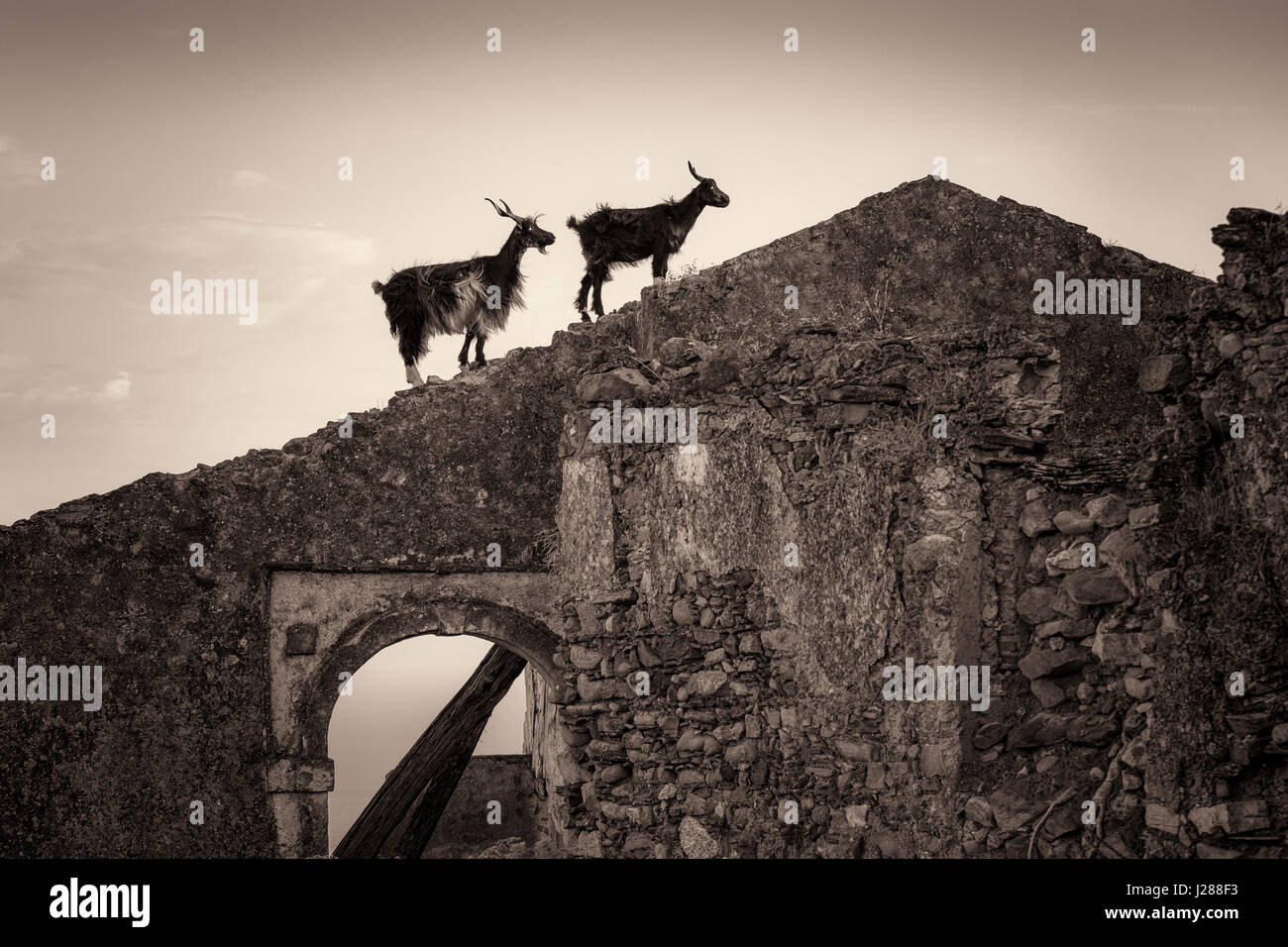 Ziegen auf den Ruinen des Brancaleone Superiore, Kalabrien, Italien. Stockfoto