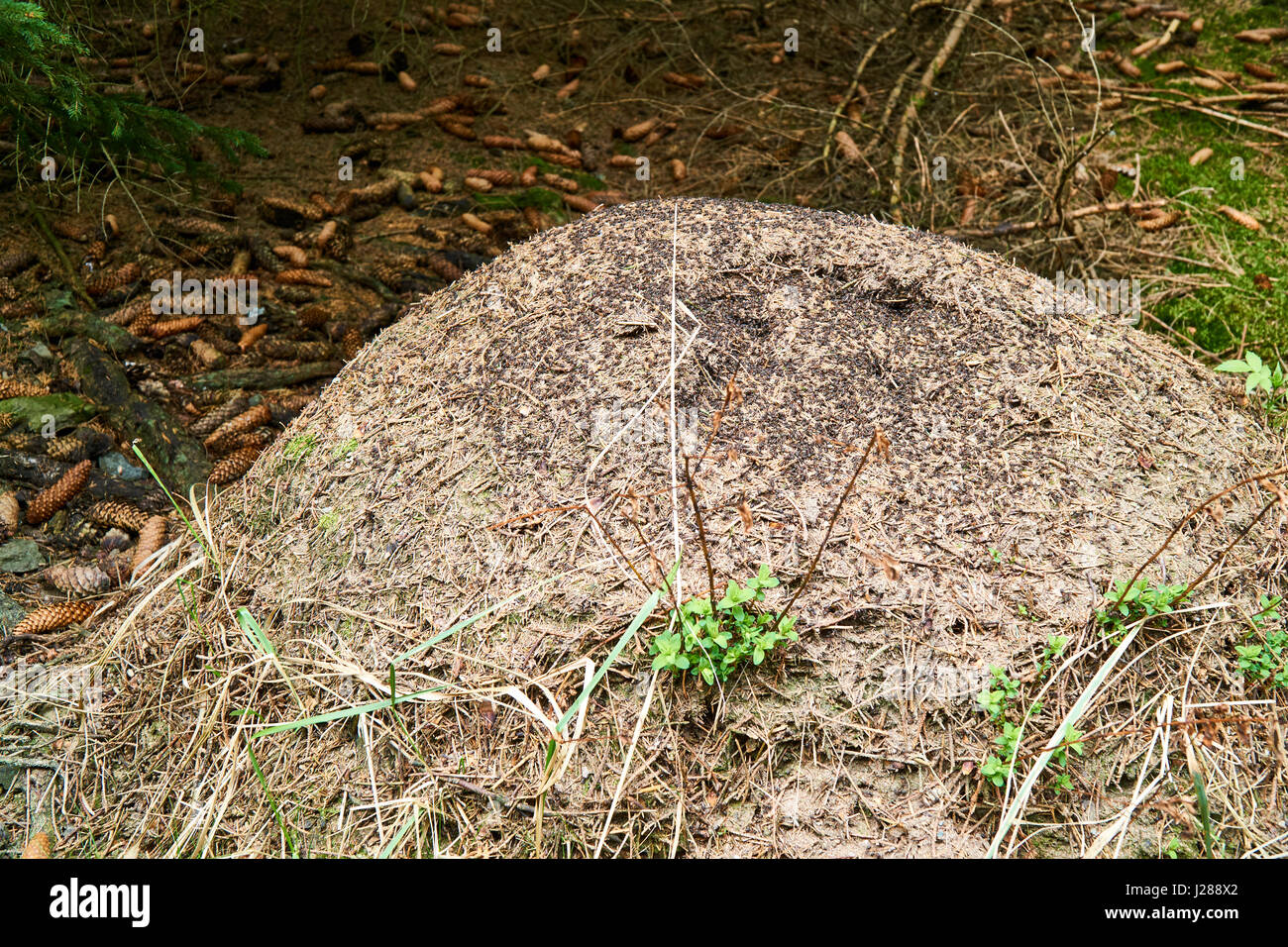 Nahaufnahme des großen Ameisenhaufen im Wald. Stockfoto