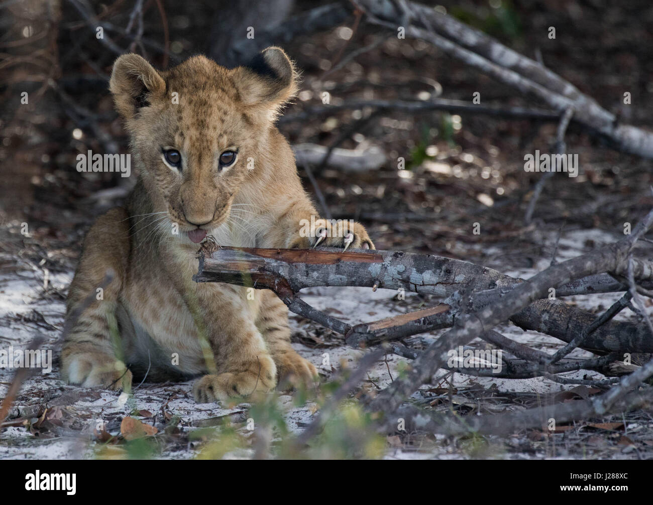 Eine verspielte süße Löwenjunges spielen mit einem Stock in Liuwa-Plain-Nationalpark, Sambia. Stockfoto