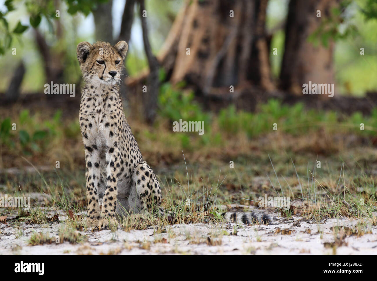 Wachsam Gepard Cub in Sambia Stockfoto