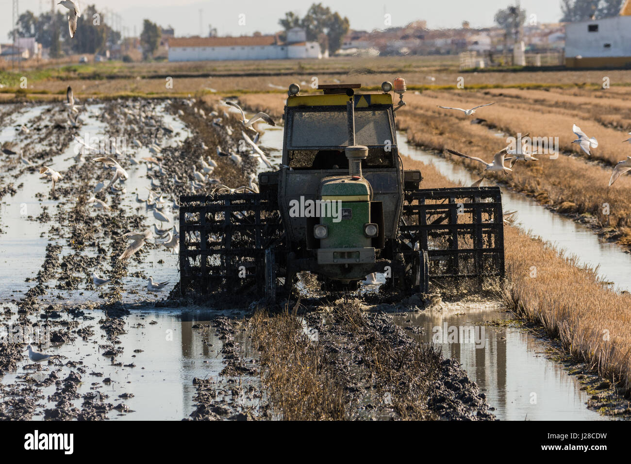 Traktor in die Reisfelder im Ebro-Delta Stockfoto