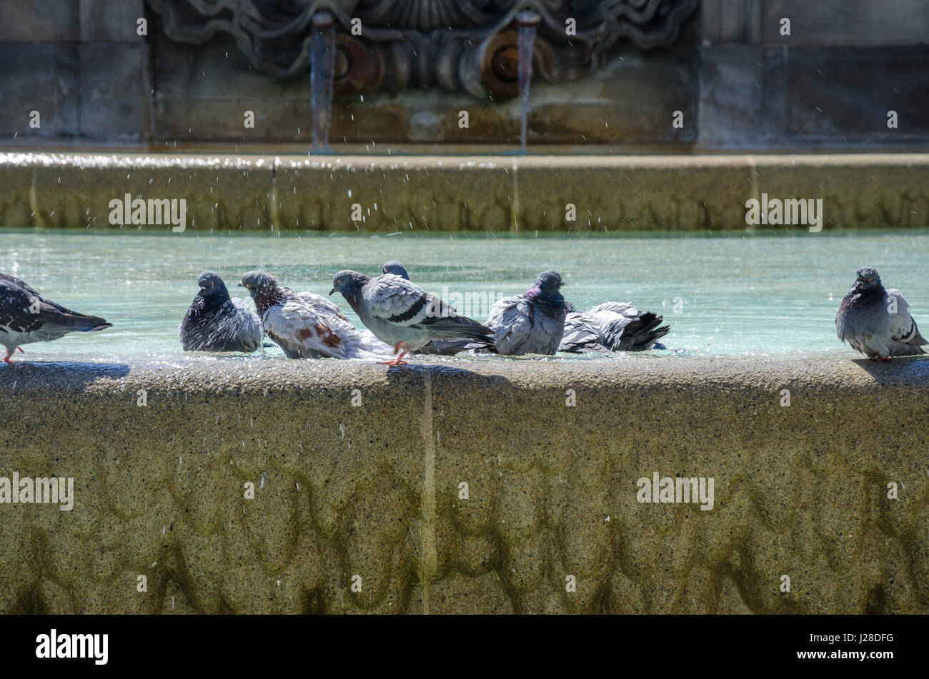 Tauben, Baden in einem Pool in der Placa de Catalunya im Zentrum von Barcelona. Stockfoto