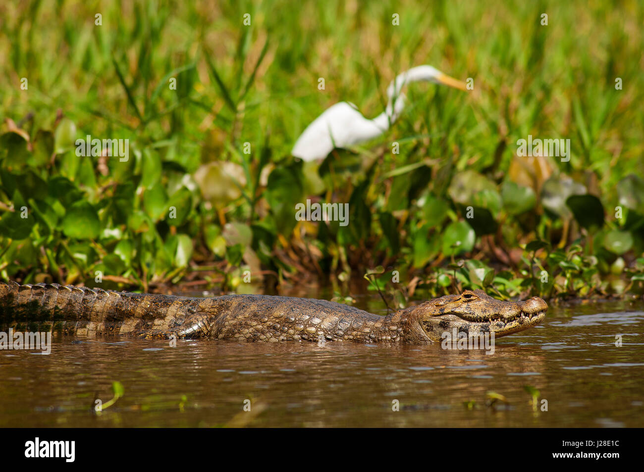 Alligator in Três Irmãos River, Pantanal von Mato Grosso, Brasilien Stockfoto