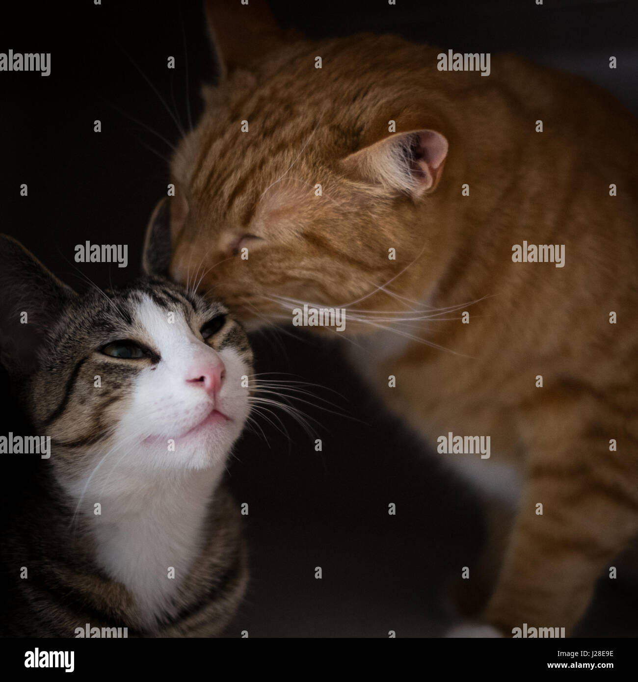 Die Bruderschaft der zwei Katzen Stockfoto