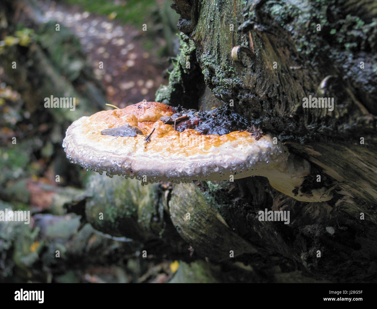 Deutschland, Sachsen, Sächsische Schweiz, Baum Pilz mit regentropfen Stockfoto