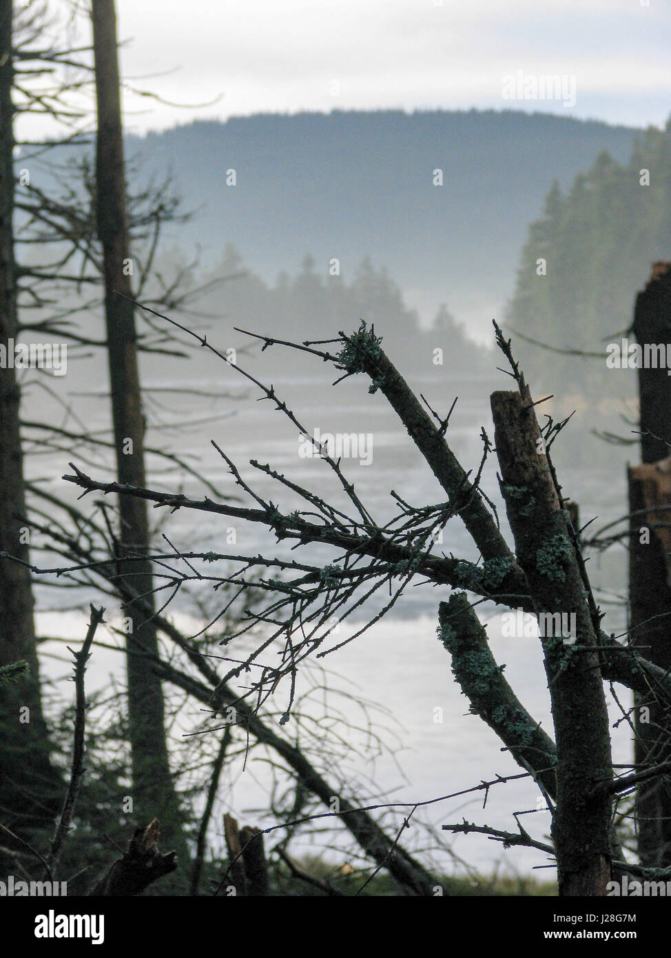 Deutschland, Niedersachsen, Sankt Andreasberg, Bäume im Lichte der zugefrorenen Teich Oderteich im Harz in der Nähe von Sankt Andreasberg Stockfoto