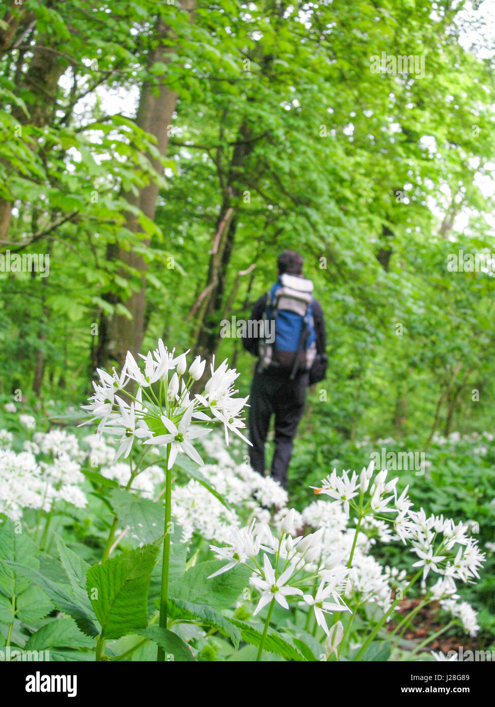 Deutschland, Niedersachsen, Salzhemmendorf, weiße Bärlauch Blüten im Frühjahr vor der Wanderer am Ritterguts Stockfoto