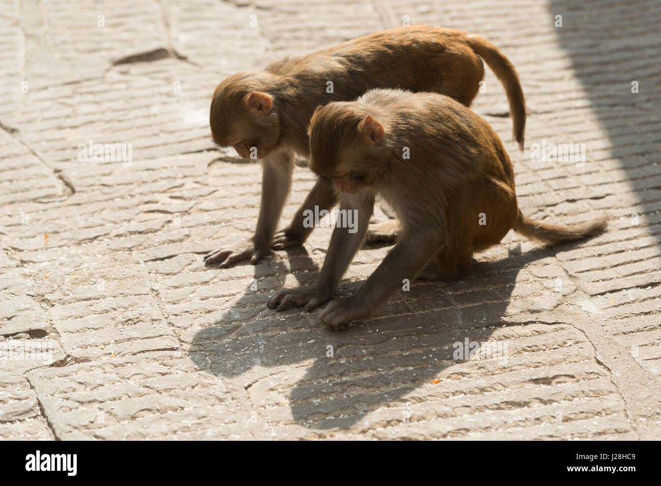 Nepal, Zentralregion, Kathmandu, zwei Affen auf dem Boden an der Stupa von Swayambhunath in Kathmandu Stockfoto