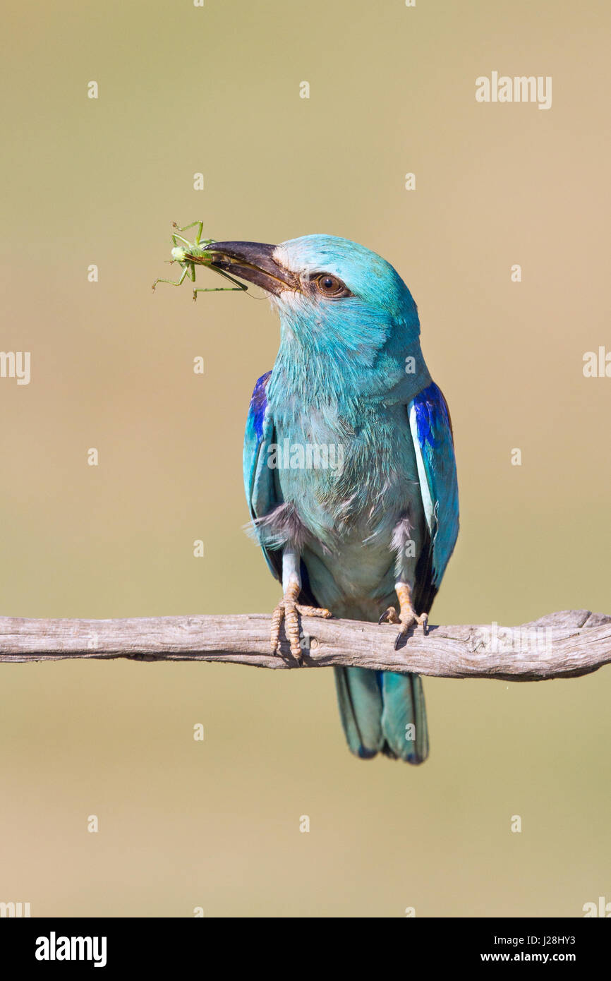 Blauracke (Coracias Garrulus) hocken auf einem Ast hält eine Grille Stockfoto