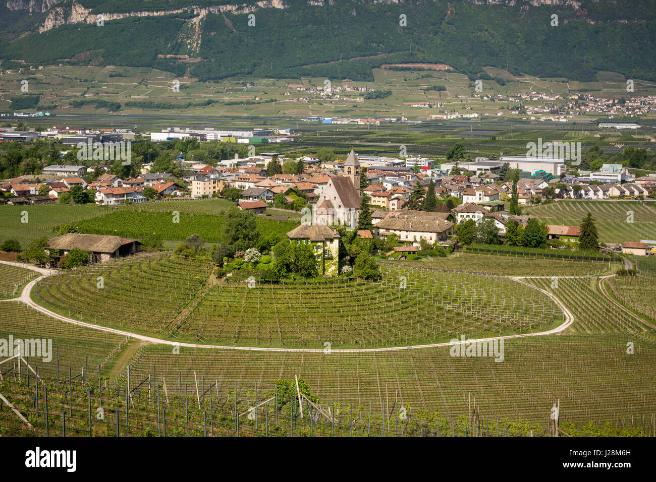 Charakteristischen kreisförmigen Weinberg in Südtirol, Neumarkt, Bozen, Italien an der Weinstraße. Weinbau und Weinproduktion. Stockfoto