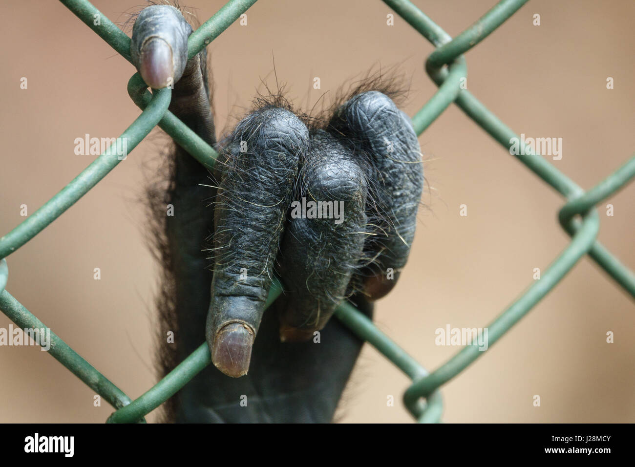 Affe Hand hinter Gitter Stockfoto