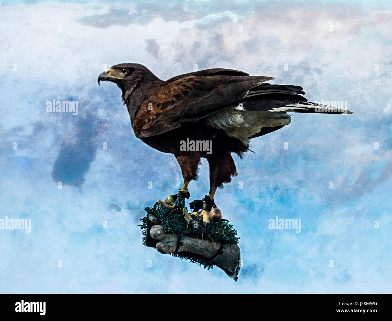 See Livingstion TX USA - 1. April 2017 - Illustration der Habicht auf einen Zweig Againted einen strukturierten blau & weißen Hintergrund Stockfoto