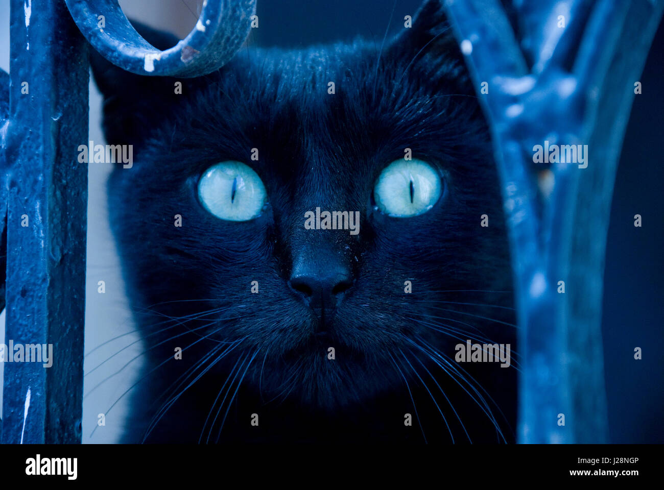 Schwarze Katze Mit Blauen Augen Katzen blaue augen -Fotos und -Bildmaterial in hoher Auflösung – Alamy